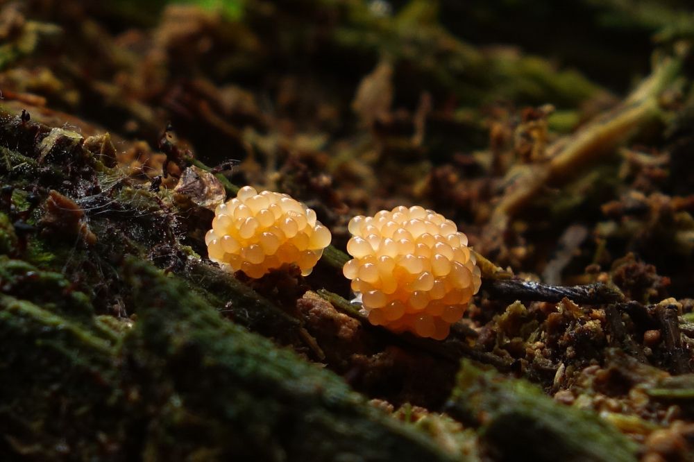 Фотография автора Piratantoha