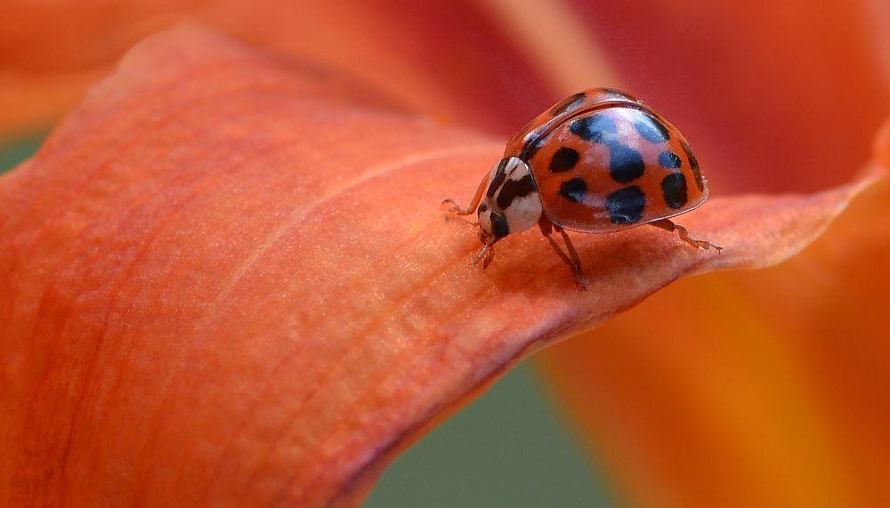 Ladybug on the Lily 2