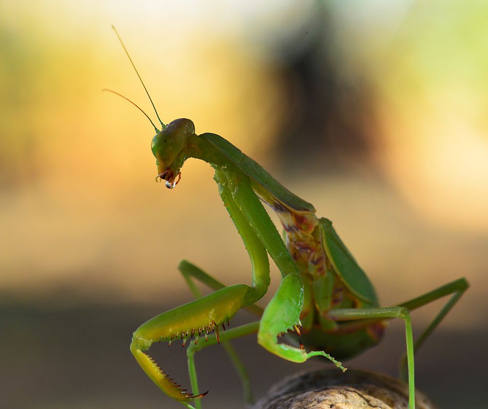 Mantis and Sunset