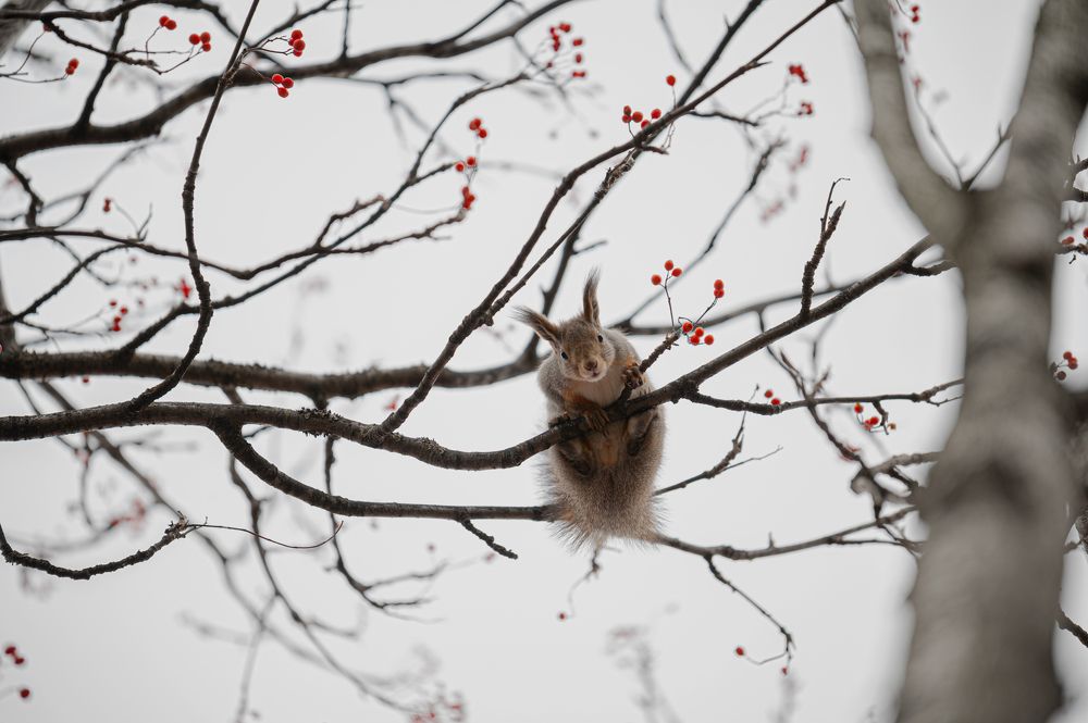 Камчатская белочка