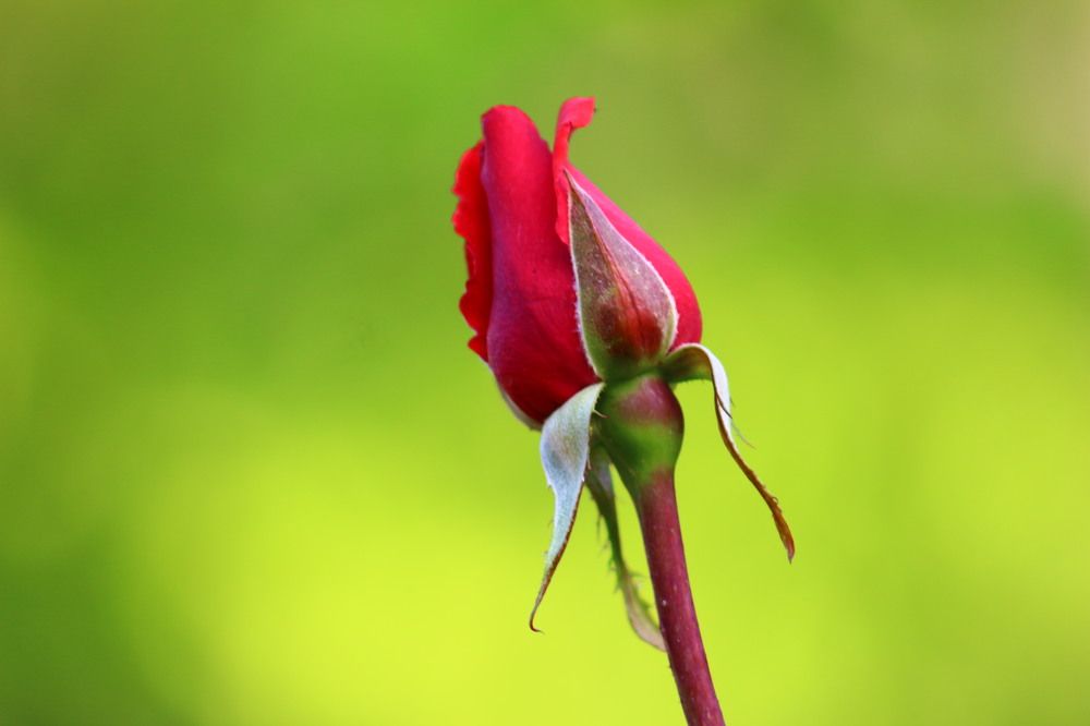 Photograph by Musa Abdulehed ER