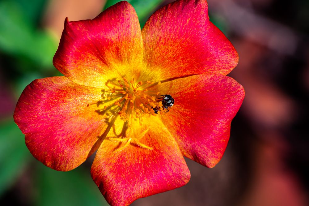 Photograph by Biju Gopalakrishnan