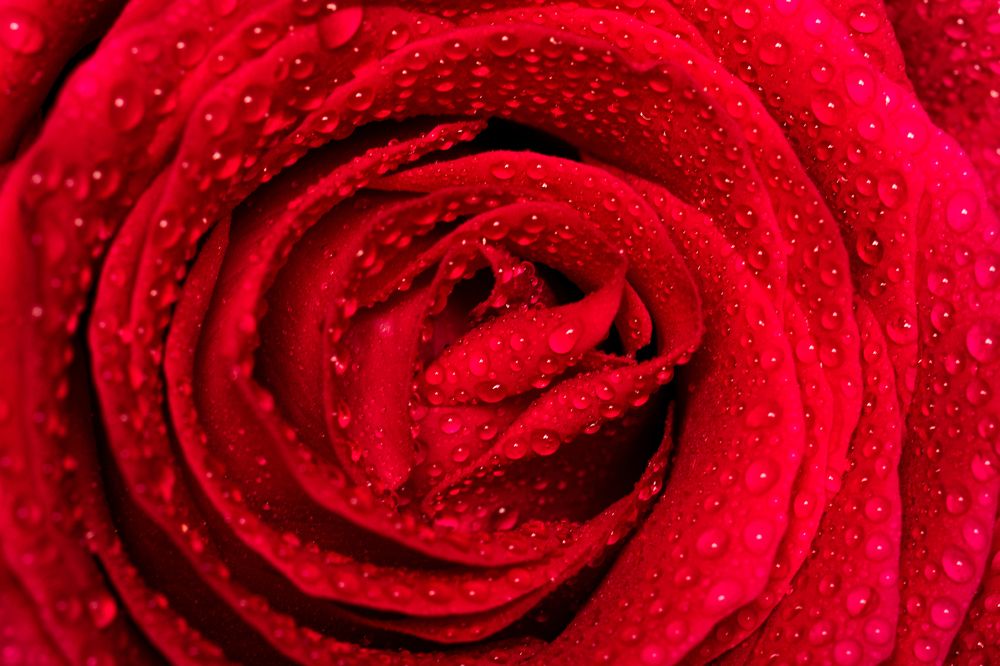 Photograph by Biju Gopalakrishnan