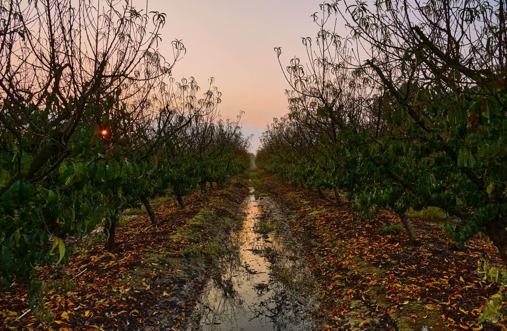 Photograph by Alexander Leshinsky