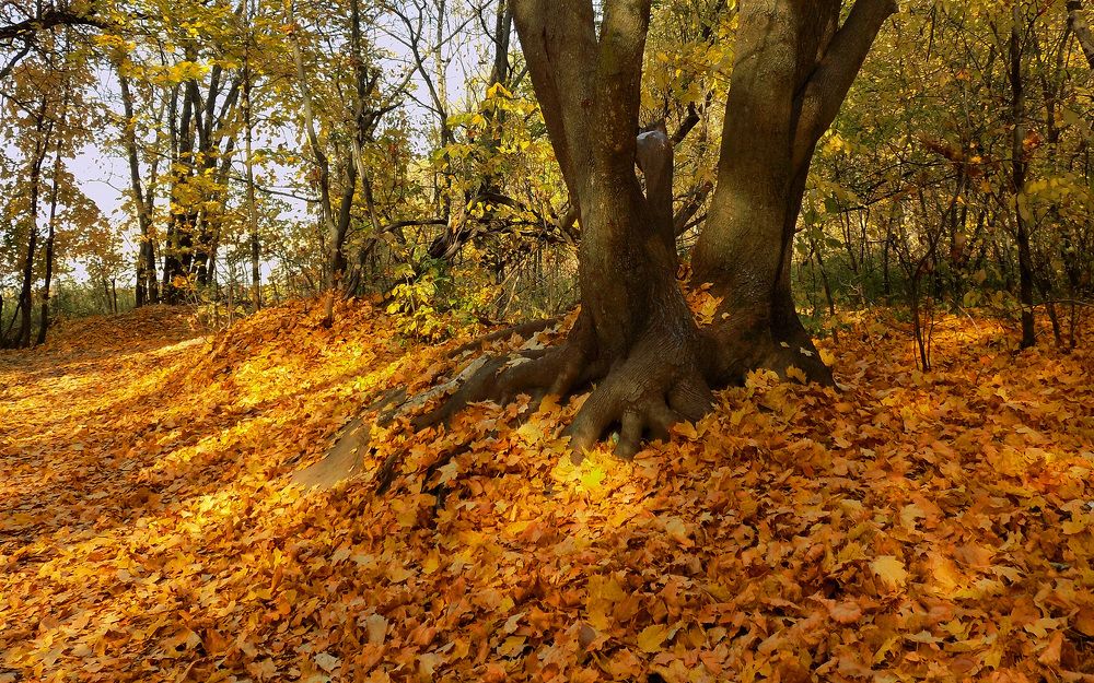 Photograph by Сергей Рудаков