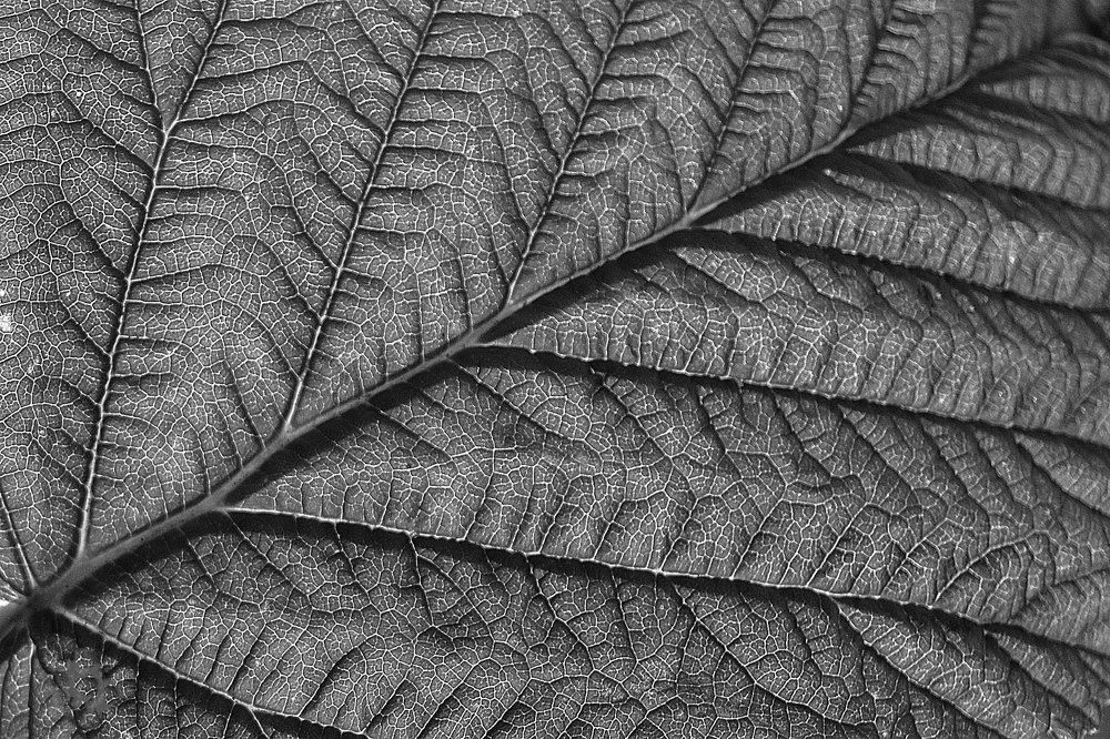 Photograph by Анна Берденникова