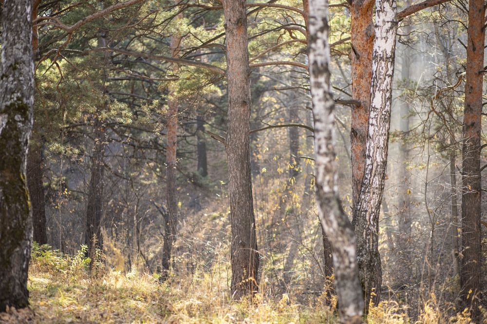 Photograph by ИРЕНА Федорова