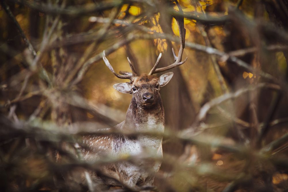 Framed into the forest
