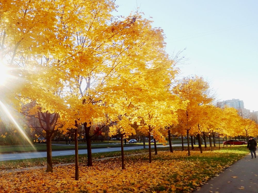 Золотой ноябрь 2020