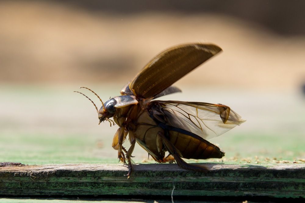 Photograph by Евгения Антропова