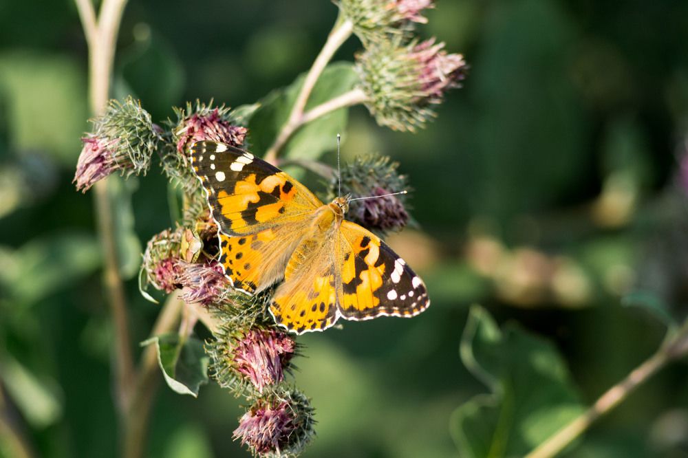 Photograph by Евгения Антропова