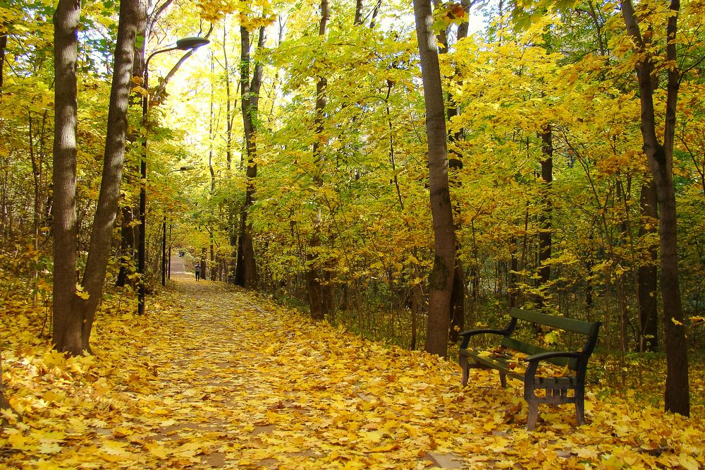 На ковре из желтых листьев...