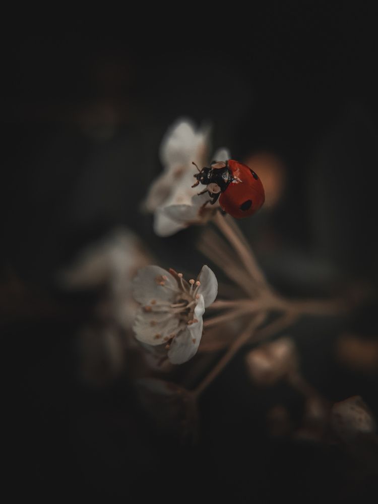 Фотография автора Марина Алексеевская