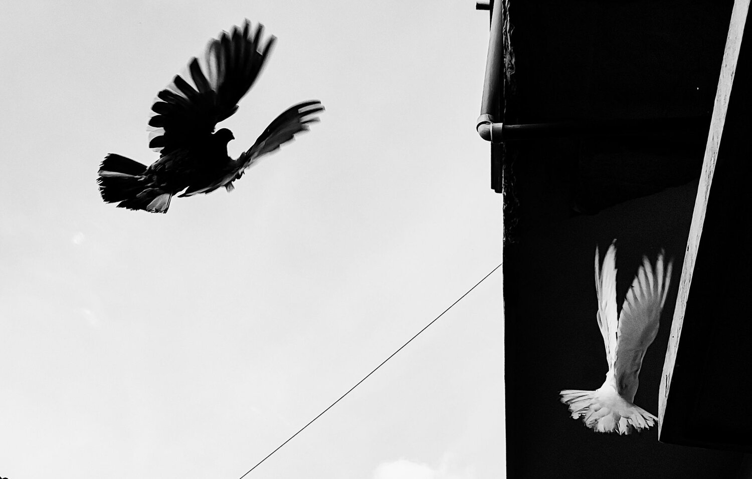 Contrast of black and white