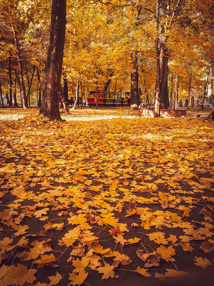 Осень в моем городе