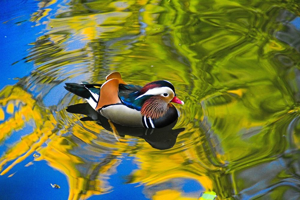 Фотография автора Jaroslav Hanzalík