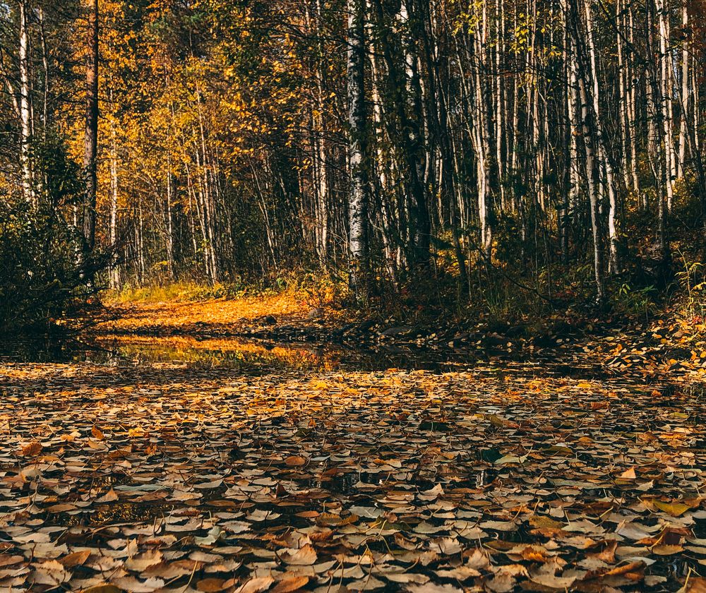 Photograph by listopadiya