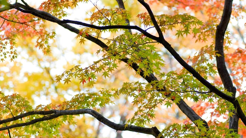 Photograph by mypure heart