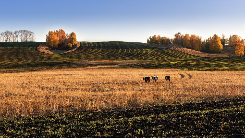 Возвращение блудных телят...