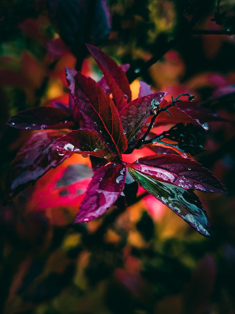 Фотография автора Светлана Кузьмина