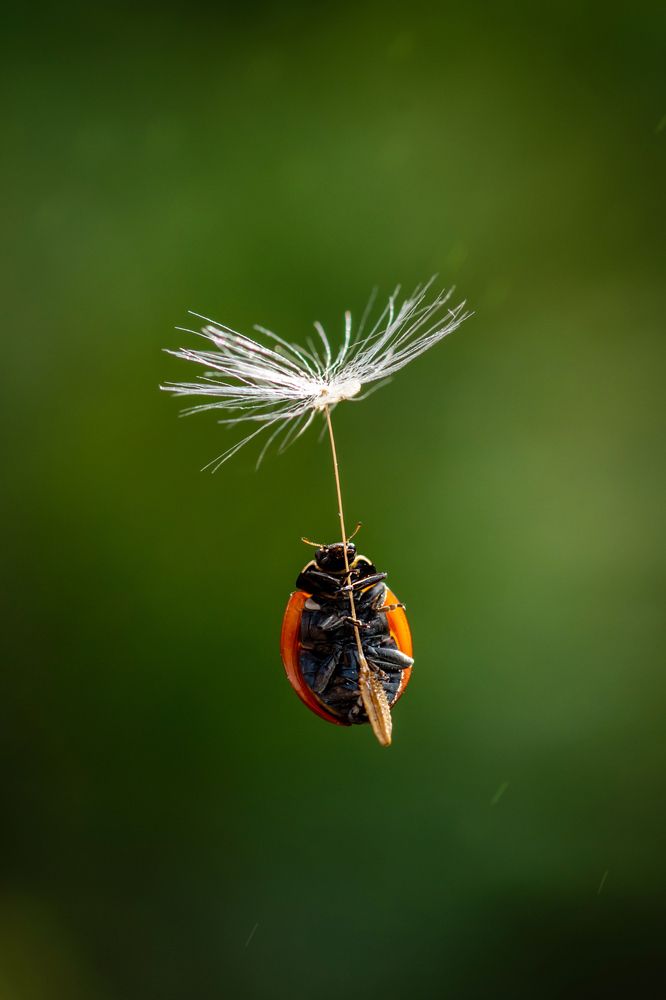 Лёгкий полёт