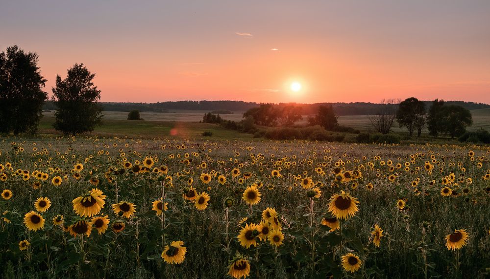 Желтыми головками кивают...