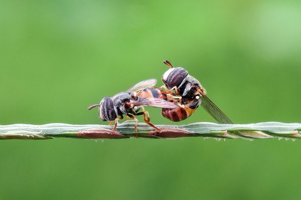 Photograph by Mamun S.M.