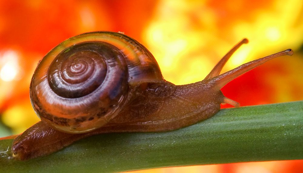 Snail Animal