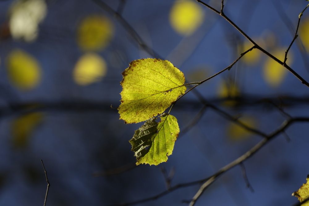 Photograph by Oksana Shchegolkova