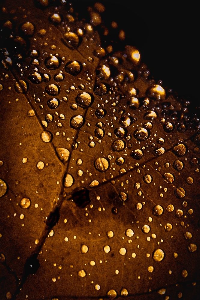 капли дождя .