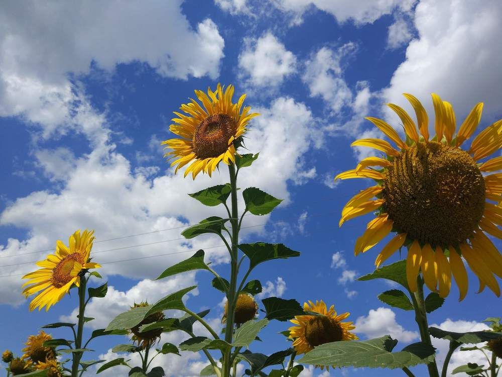 Подсолнухи
