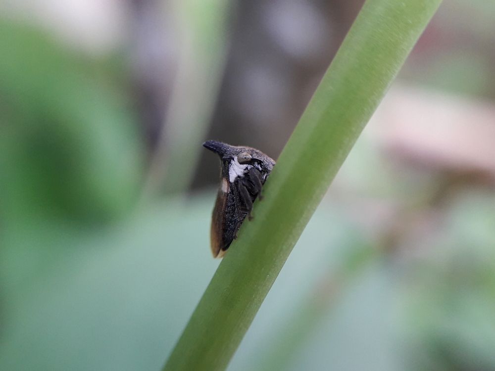 Leafhopper