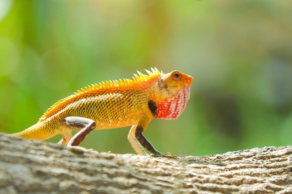 wait for the Insects