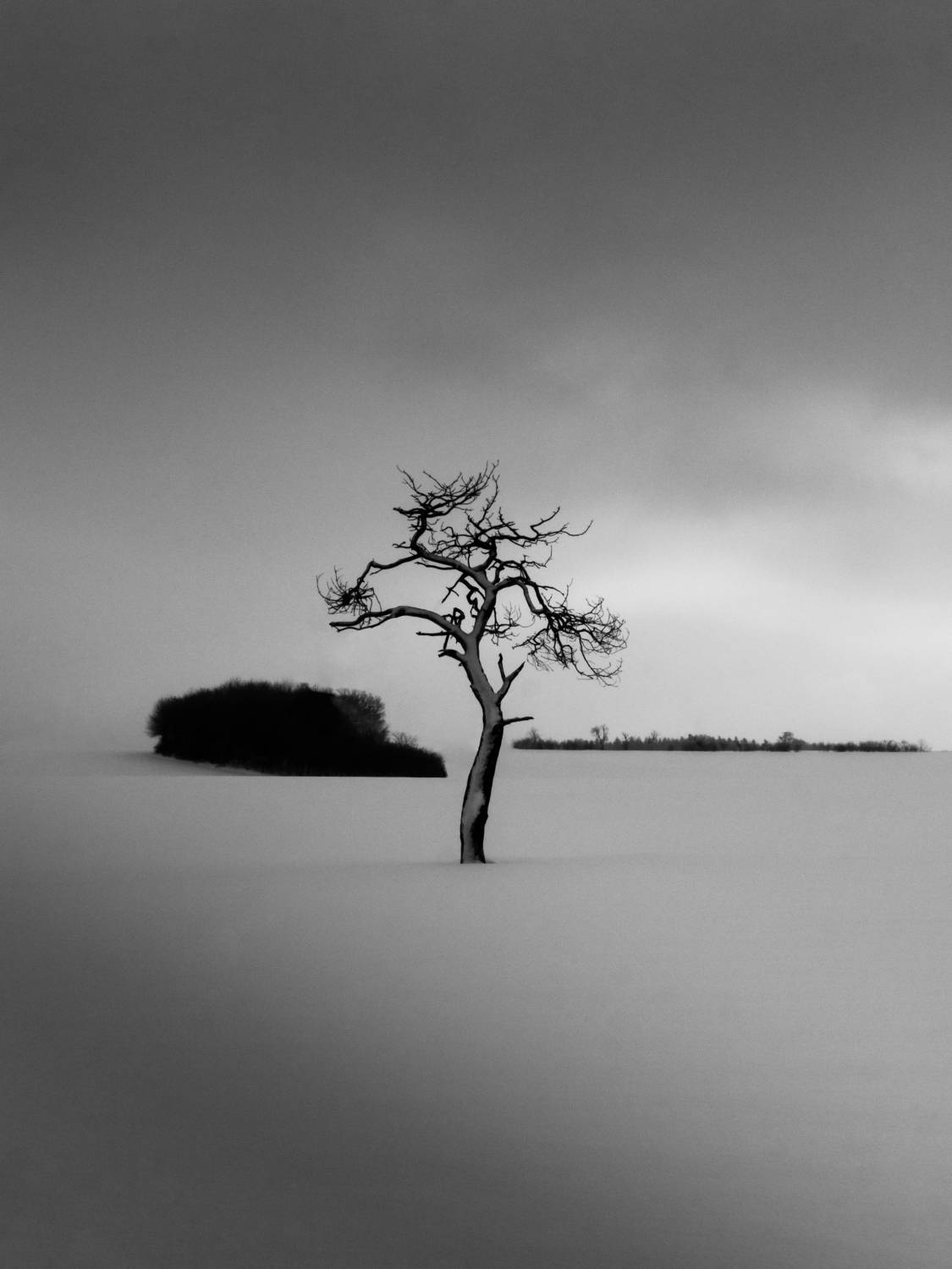 Isolated tree by pascal von Winterfeld