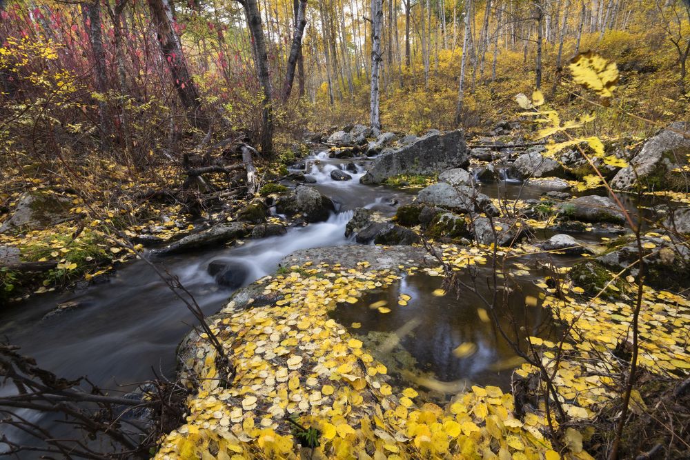 Photograph by Елена Вторушина