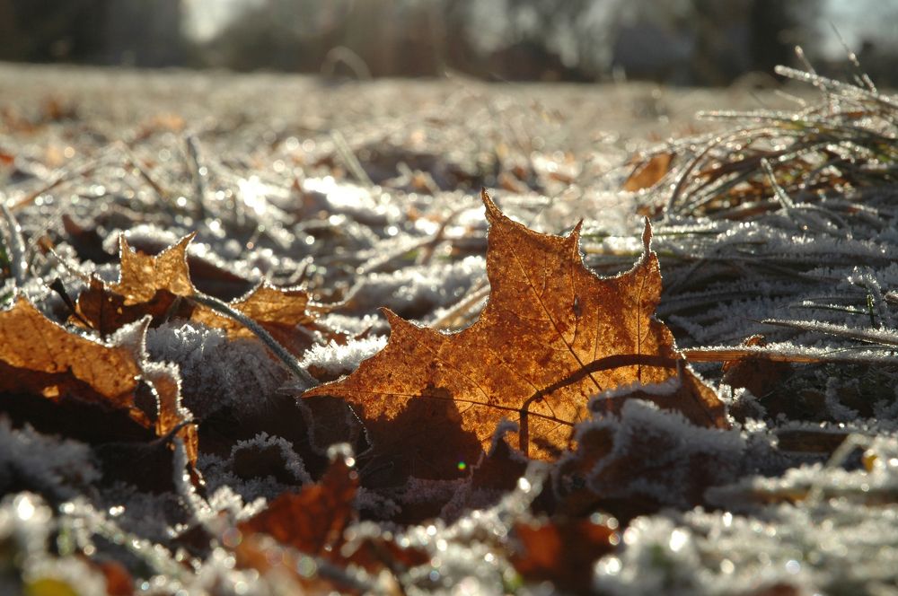 Photograph by Anders Mattsson-Tholén