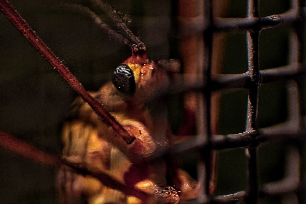 Фотография автора Екатерина Першина