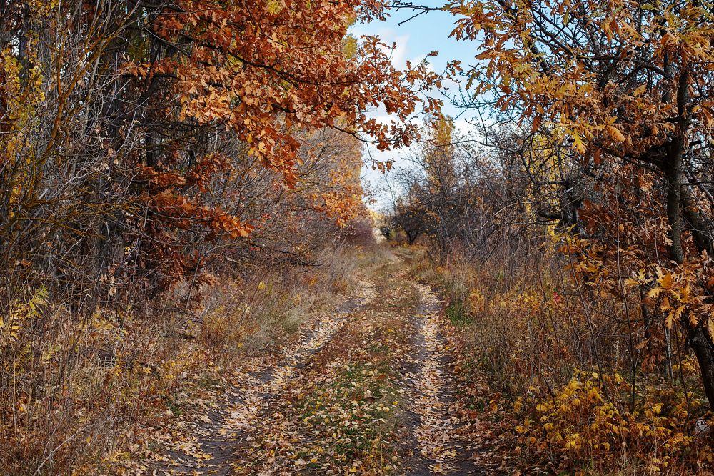 Осень в садах