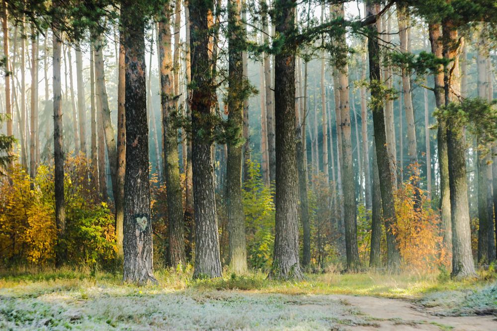 Осенний лес