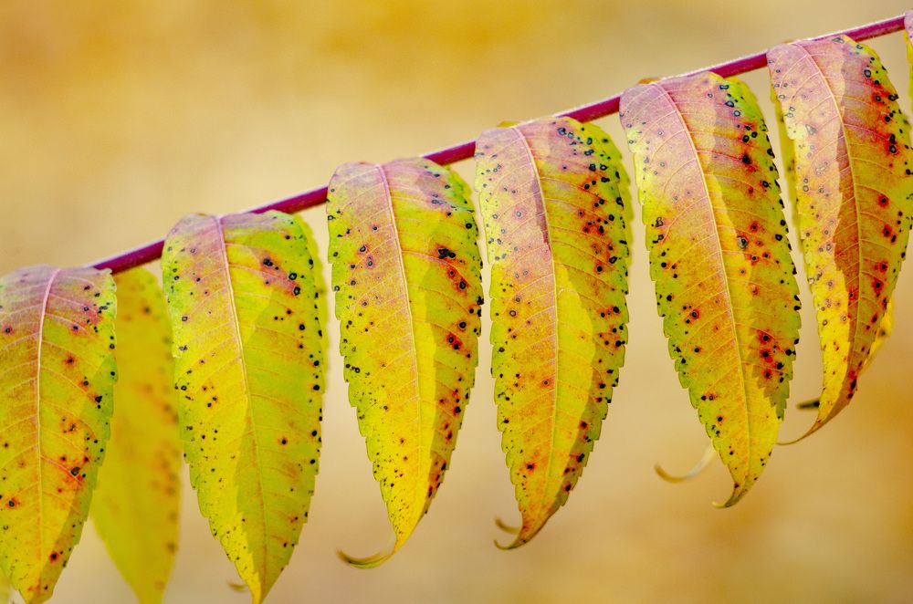 Photograph by Анатолий Коряк