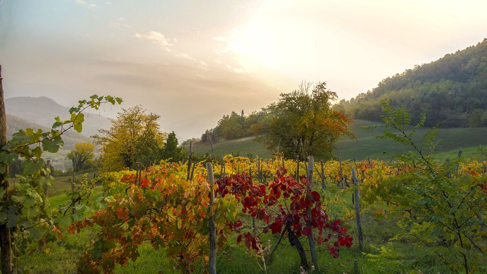 Le viti in autunno sugli Appennini Piacentini