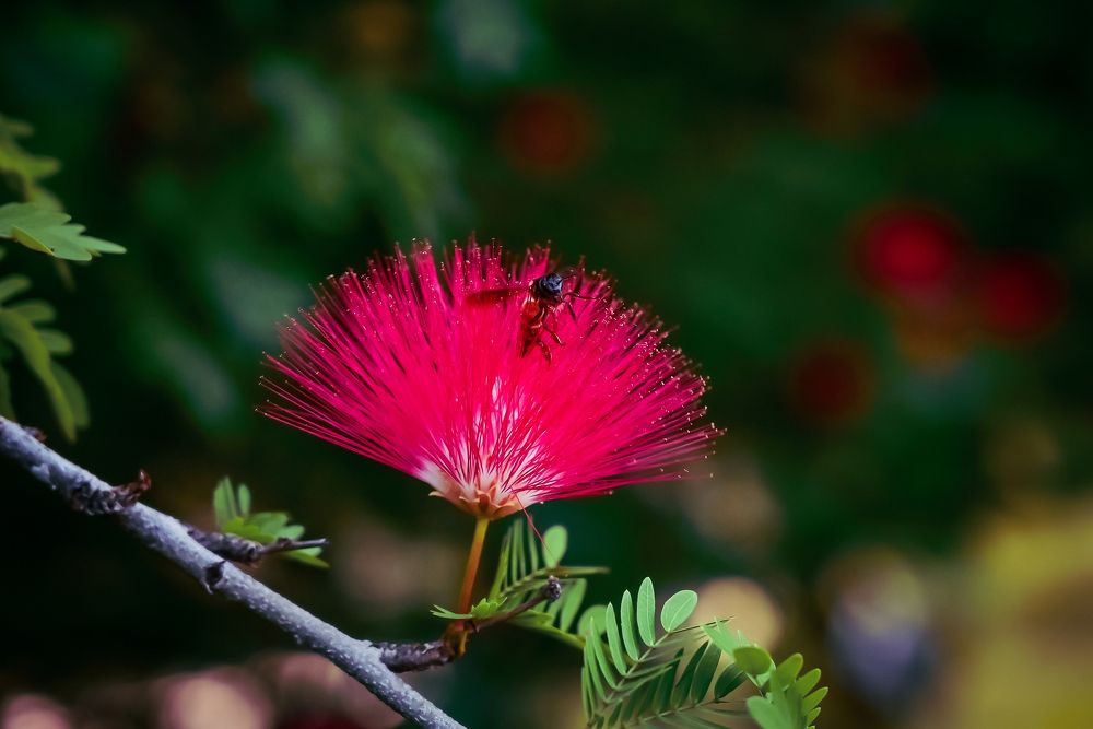 Photograph by Harkesh Kumar