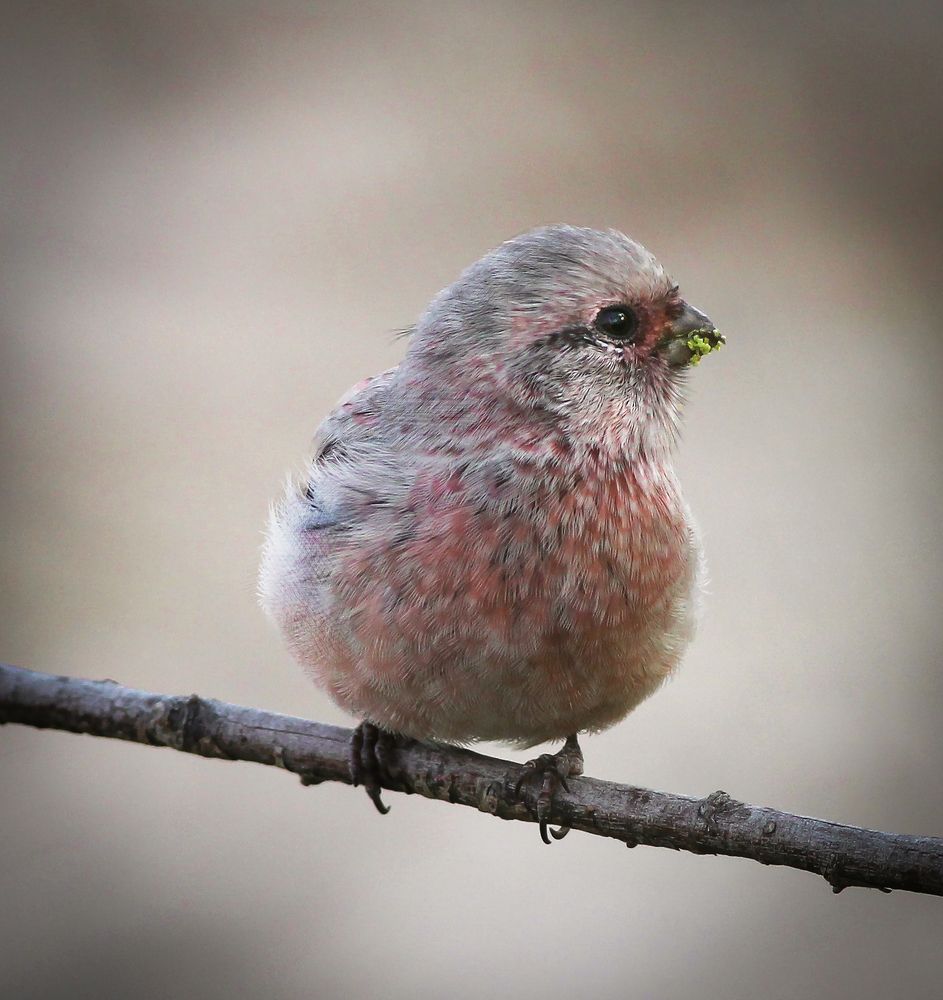 Photograph by Светлана Медведева