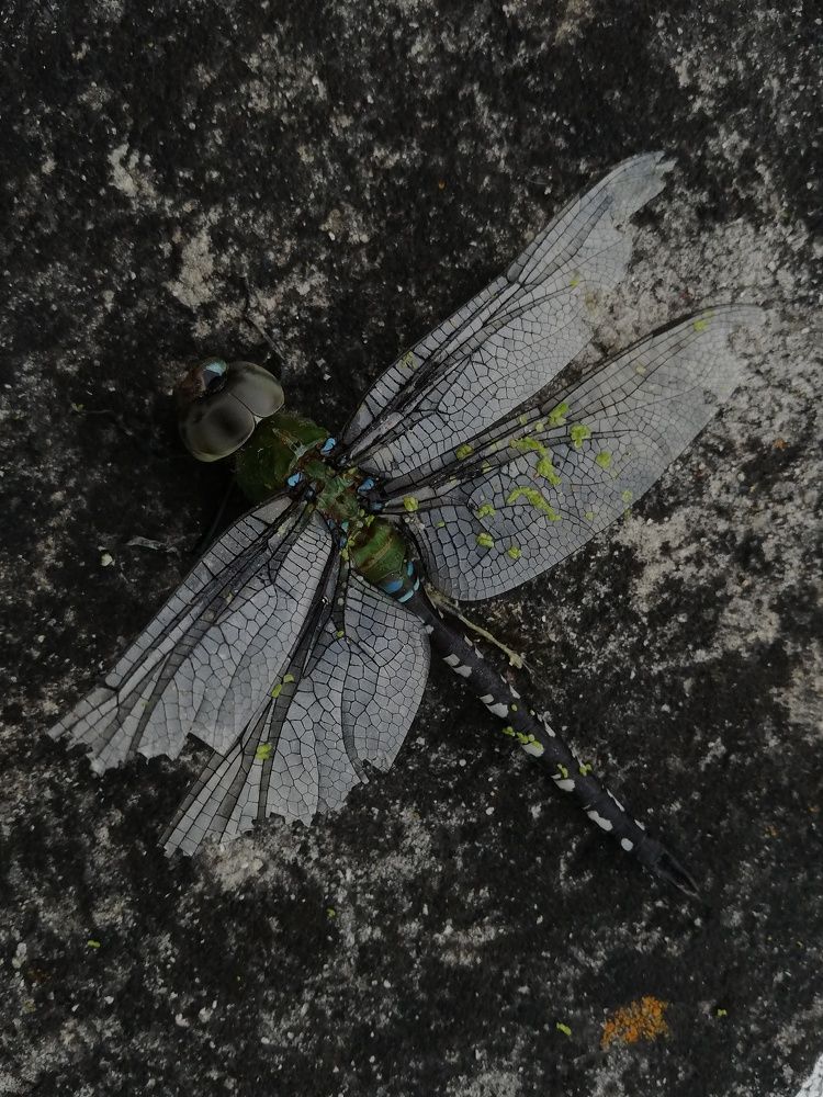 Photograph by Andrea Alcalá