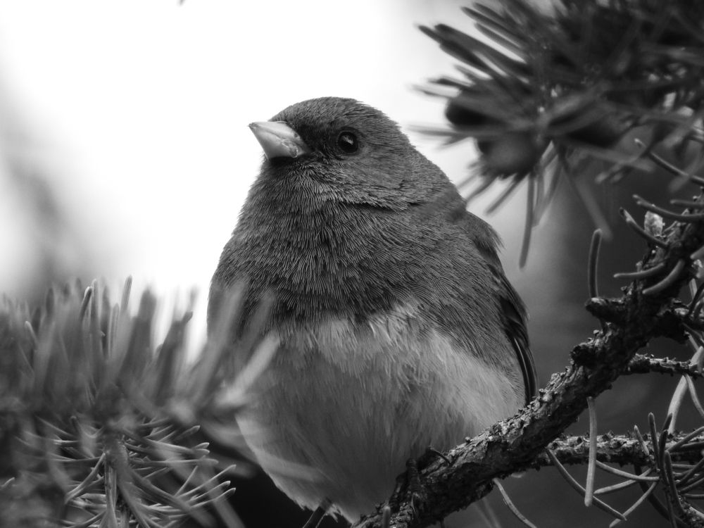 Photograph by Josée Beauchemin