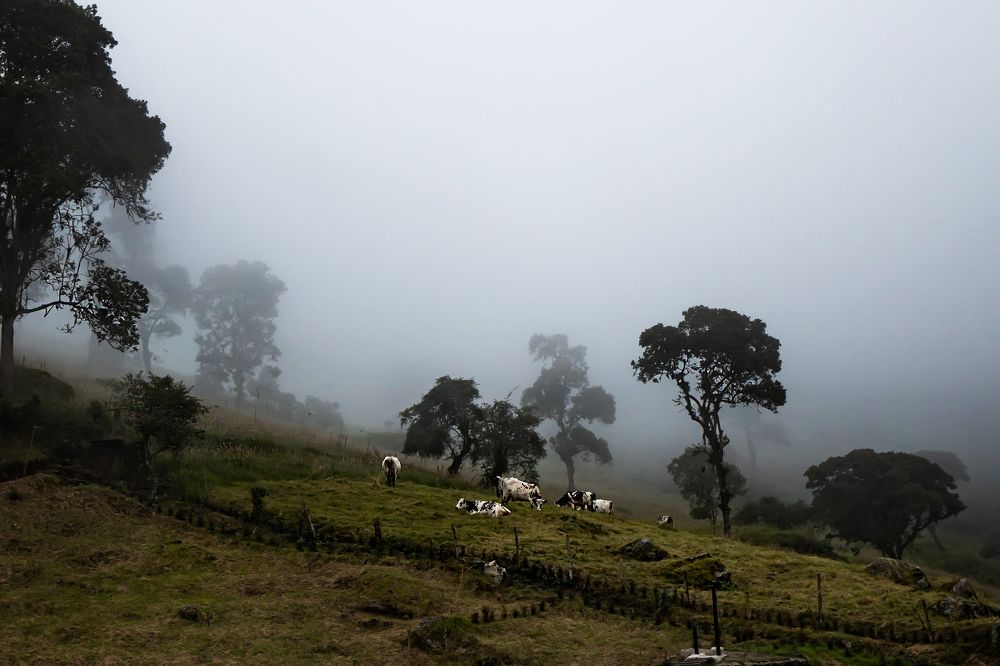 LA CHORRERA, Bogota, Colombia