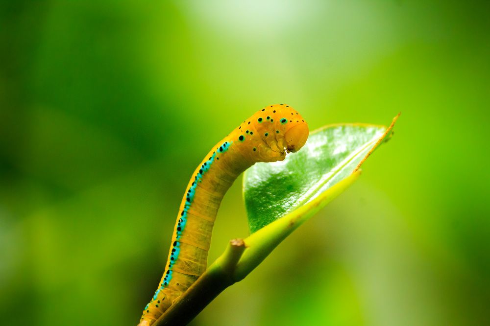 Photograph by Padmanabha Udupa