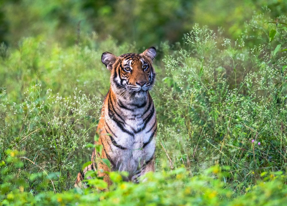 Photograph by Jayanth G