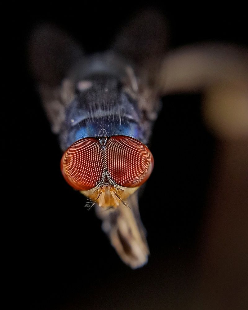 Фотография автора Rohit Maurya