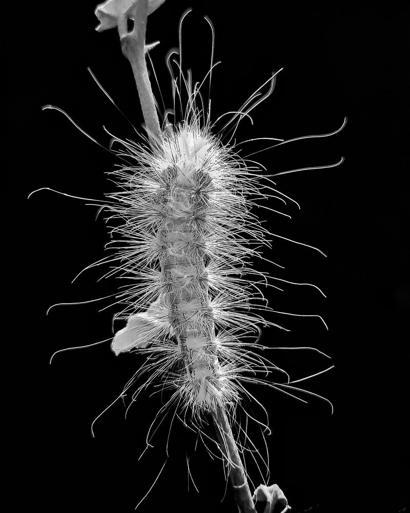 Фотография автора Rohit Maurya